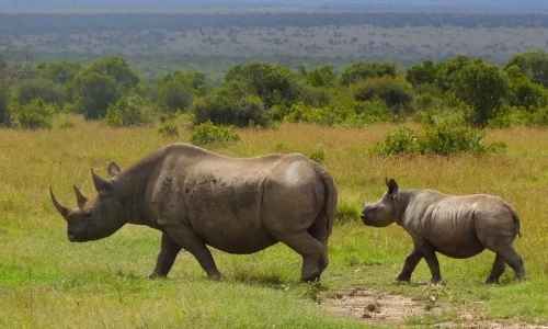 7-Days Masai Mara, Lake Nakuru and Amboseli Wildlife Safari