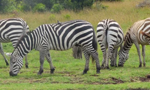 7-Days Masai Mara, Lake Nakuru and Amboseli Wildlife Safari