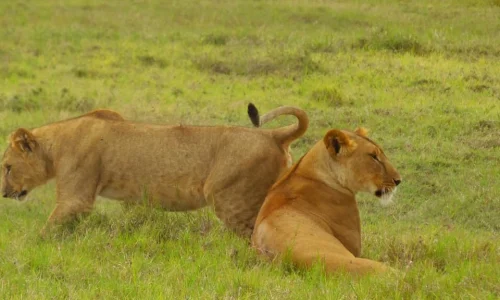 7-Days Masai Mara, Lake Nakuru and Amboseli Wildlife Safari
