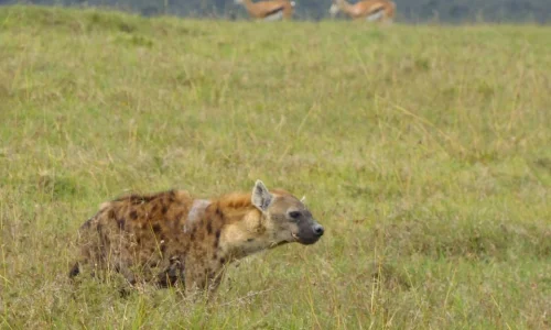 7-Days Masai Mara, Lake Nakuru and Amboseli Wildlife Safari