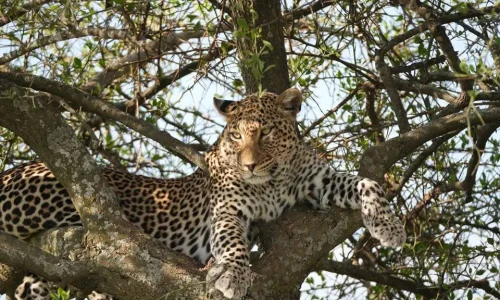 6-Days Tanzania Safari: Ngorongoro Crater & Serengeti National Park